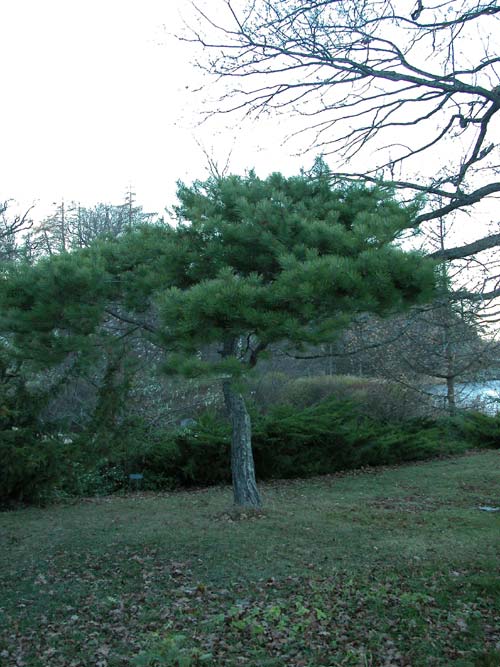 pinus densiflora 01