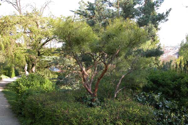pinus densiflora umraculifera 01