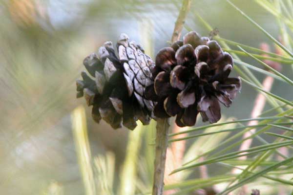pinus densiflora umraculifera 02