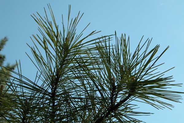 pinus densiflora umraculifera 03