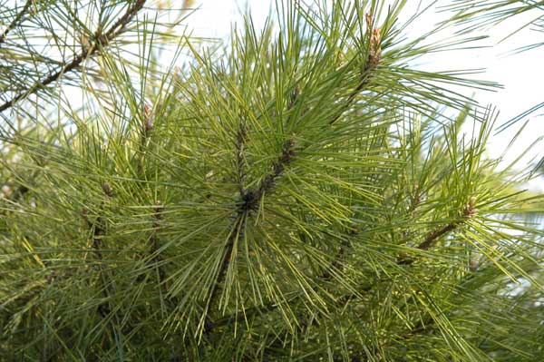 pinus densiflora umraculifera 04