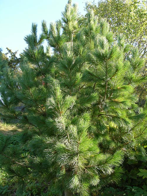 pinus gerardiana 1