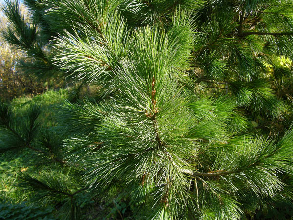 pinus gerardiana 2