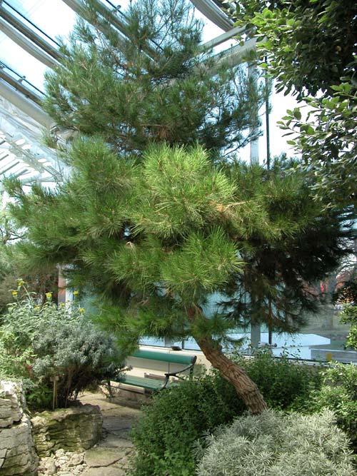 pinus halepensis 01