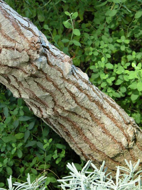 pinus halepensis 02