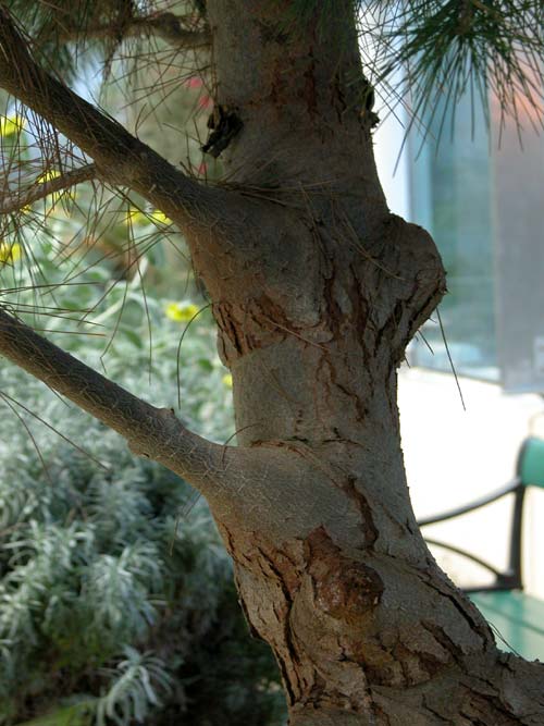 pinus halepensis 03