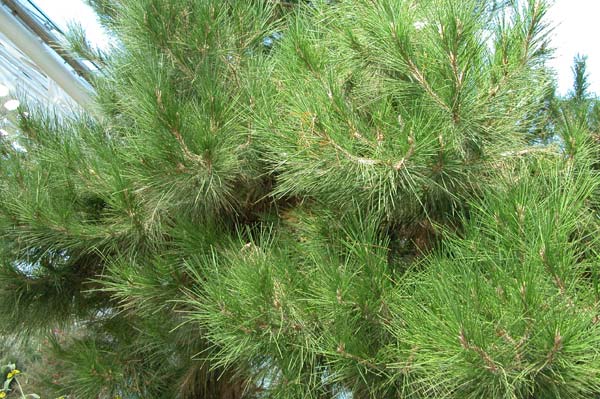 pinus halepensis 04
