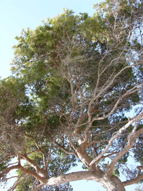 pinus halepensis 05