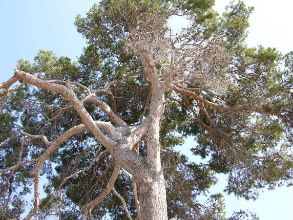 pinus halepensis 06