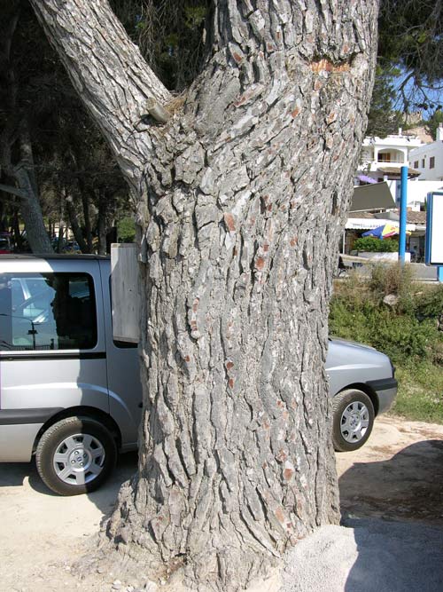 pinus halepensis 07