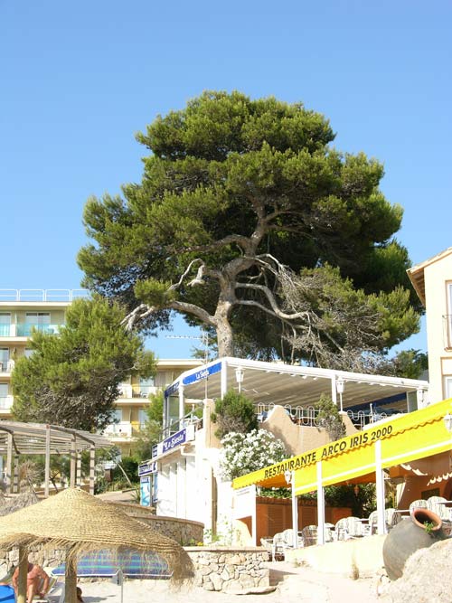 pinus halepensis 08