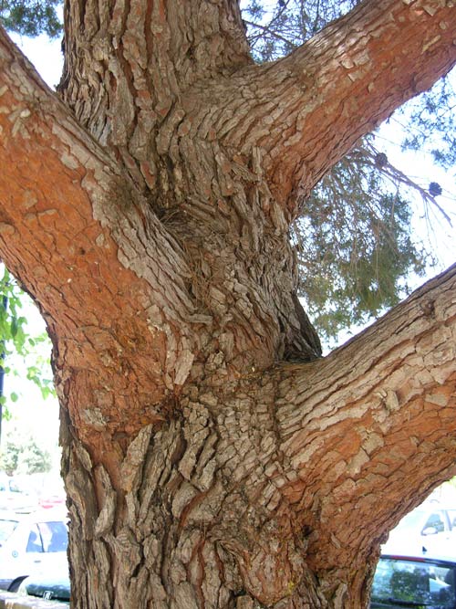 pinus halepensis 09