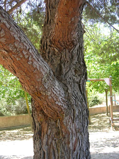 pinus halepensis 10