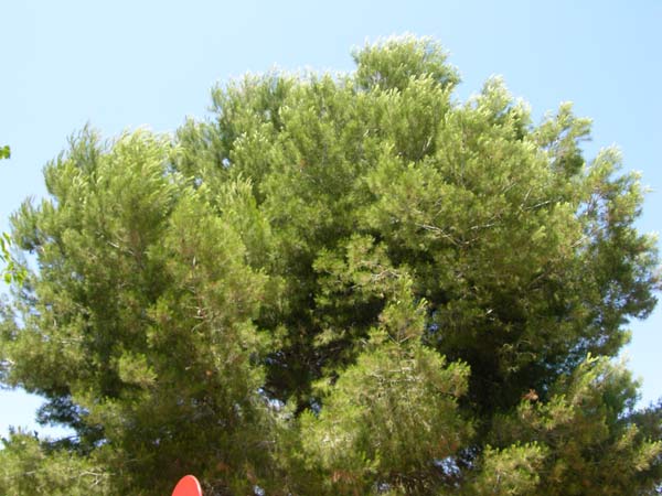 pinus halepensis 12