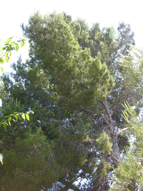 pinus halepensis 13