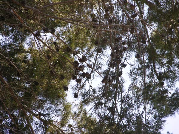 pinus halepensis 14