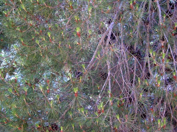 pinus halepensis 15