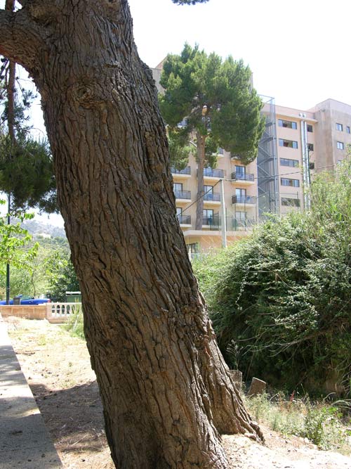 pinus halepensis 16