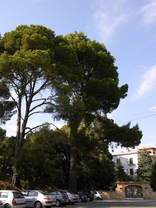 pinus halepensis 18