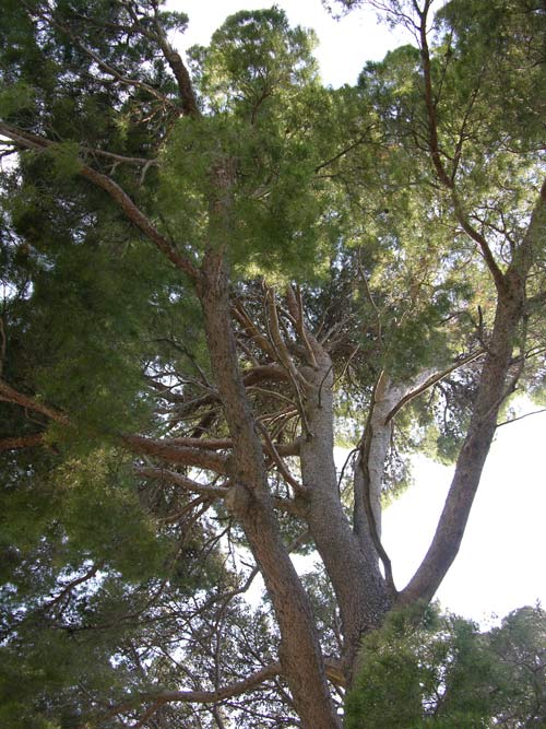 pinus halepensis 19