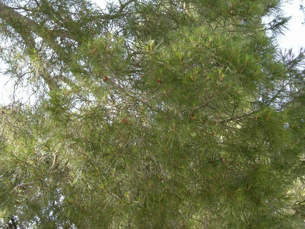 pinus halepensis 20