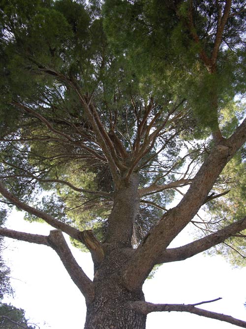 pinus halepensis 21