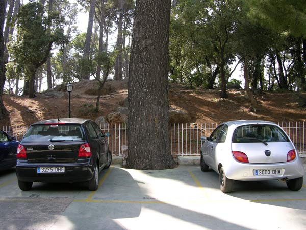 pinus halepensis 22