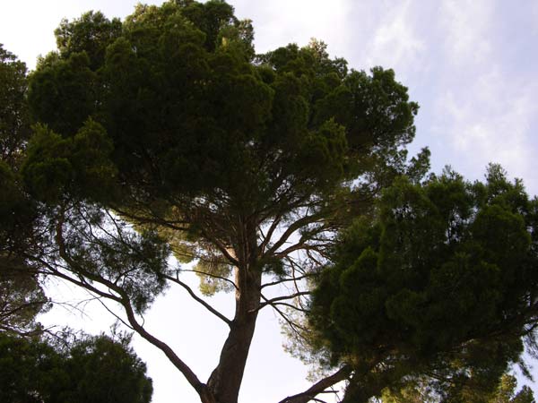 pinus halepensis 23