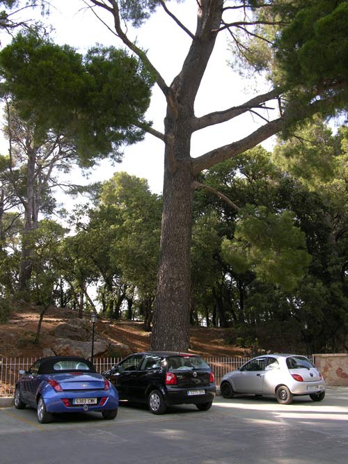 pinus halepensis 24