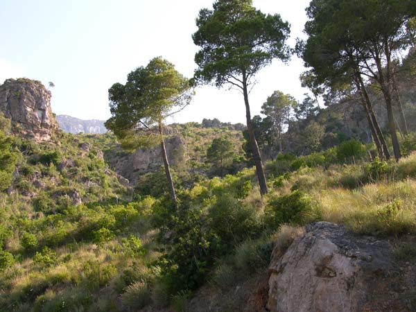 pinus halepensis 25