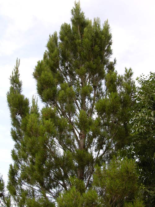 var ceciliae 03