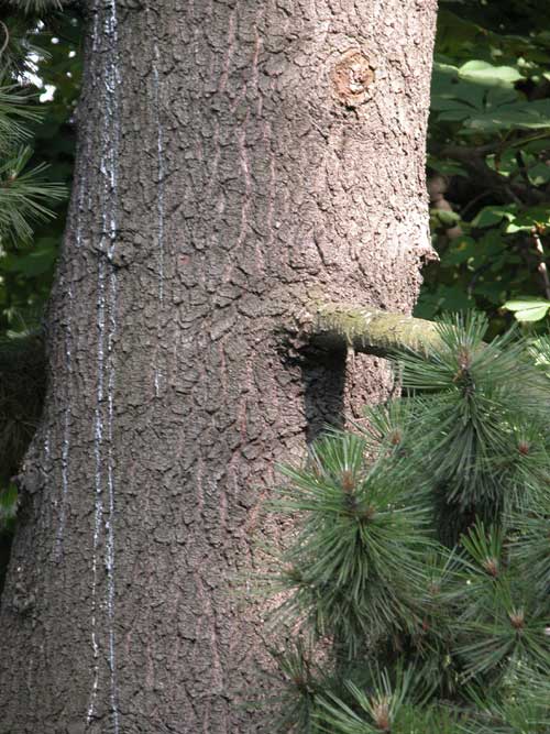 pinus leucodermis 01