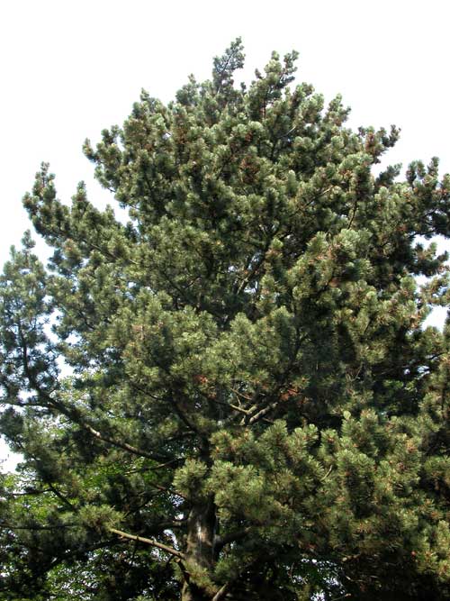 pinus leucodermis 03