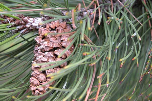 pinus leucodermis 04