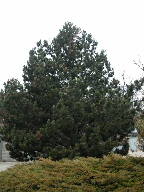 pinus leucodermis 05
