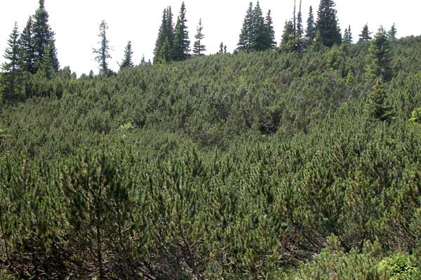 pinus mugo 01
