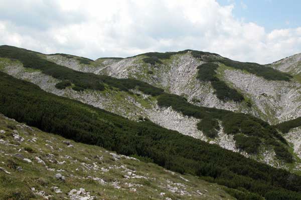 pinus mugo 02