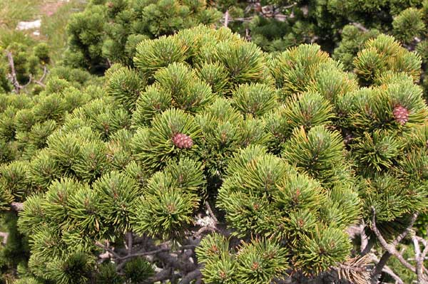 pinus mugo 03