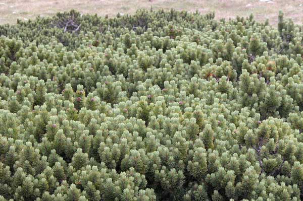 pinus mugo 04