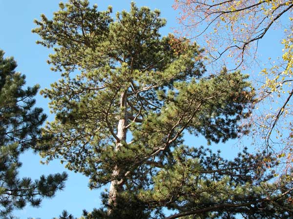 pinus nigra 01