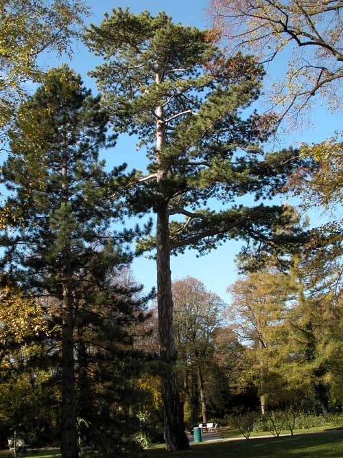 pinus nigra 02