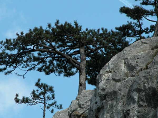 pinus nigra 04