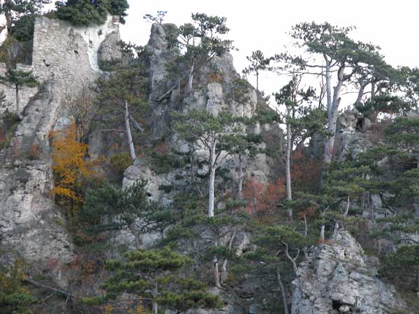 pinus nigra 05
