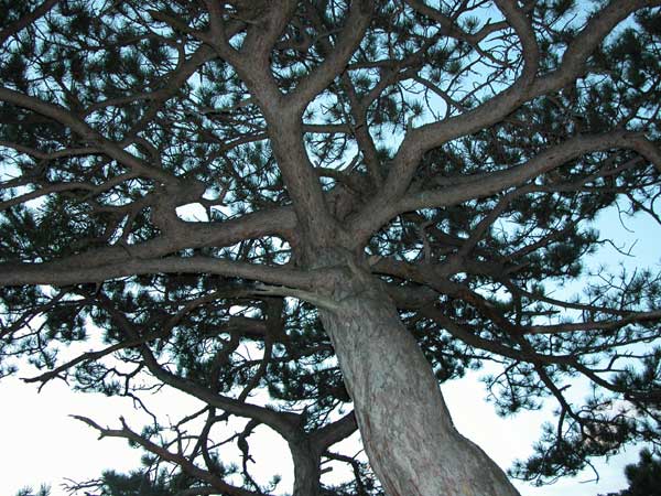 pinus nigra 06
