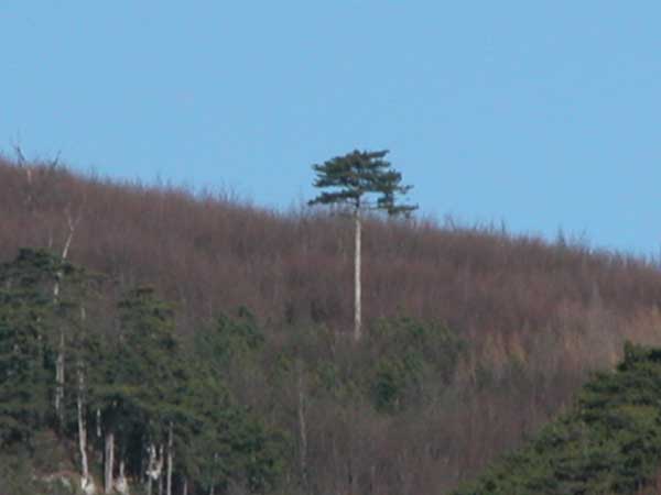 pinus nigra 08
