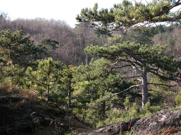 pinus nigra 09