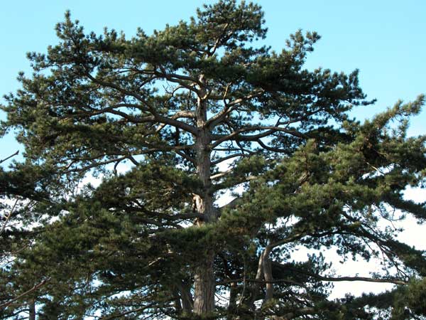 pinus nigra 11