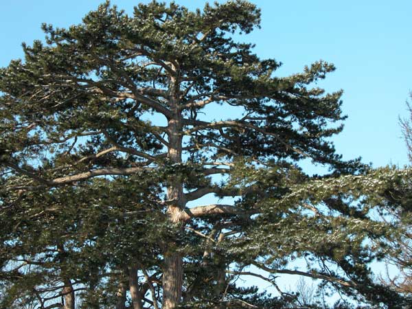 pinus nigra 12