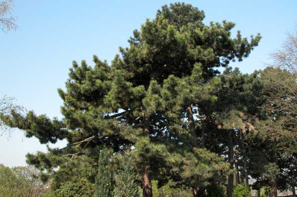 pinus nigra 13
