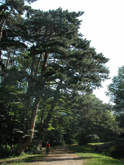 pinus nigra 14